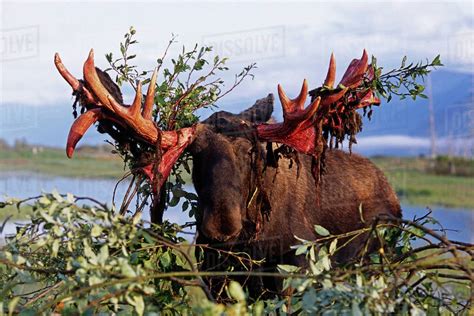 Moose shedding the velvet from their antlers makes them look horrifying ...