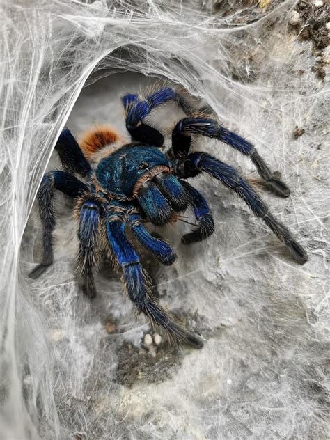 5 Steps to Build the Perfect Diet for Your Cobalt Blue Tarantula - Fauna Care