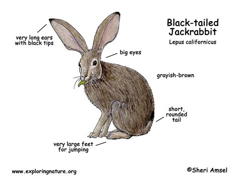 Black Tailed Jackrabbit Drawing