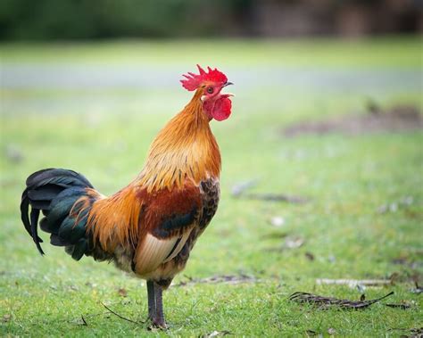 Roosters Crowing: Why, How Loud, When and More… | Chickens And More