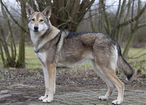 Saarloos Wolfdog Breed Info, History, Temperament, Training, Puppy ...