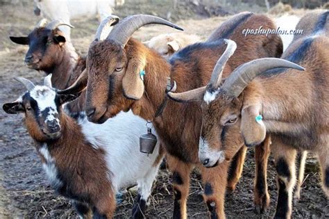 Indian Goat Breeds With Name