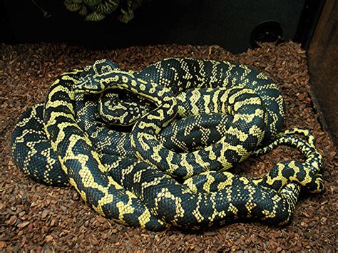 Breeding Carpet Pythons - Reptiles Magazine