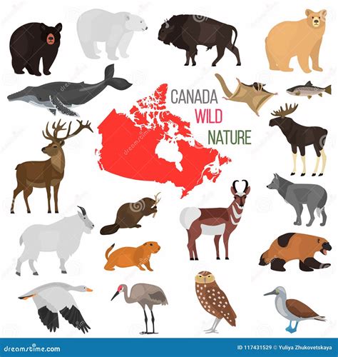 Canada Color Map Cartoon Vector | CartoonDealer.com #6342147