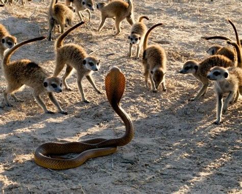 Meerkats confronted by a Cape Cobra snake.