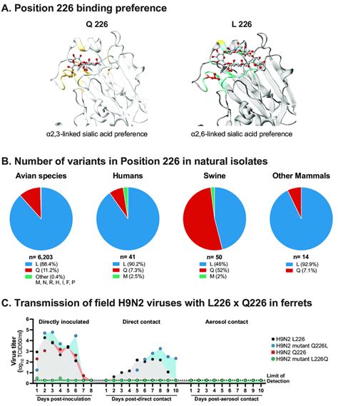 Impact of position 226 in the H9 of H9N2 IAVs. (A) The 3D molecular ...