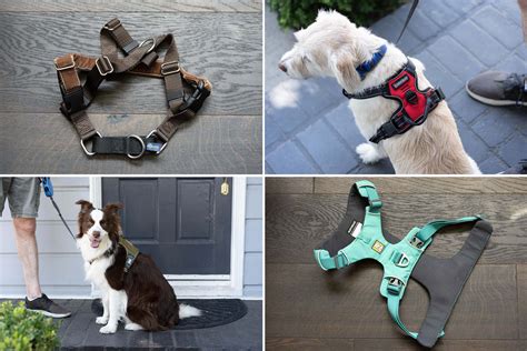 Best Dog Harnesses To Shop In 2023, According To Experts | atelier-yuwa ...