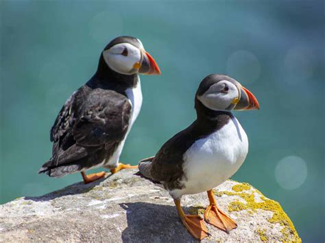 Puffins at Great Saltee Island - Mill Road Farm