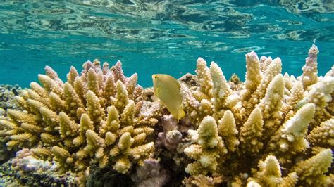 Snorkeling at Lifou, Mare and Isle of Pines - YouTube