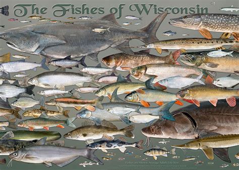 Fishing | Wisconsin DNR