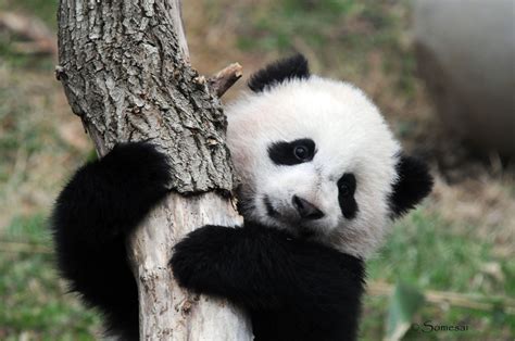 Baby Panda Bear Wallpapers