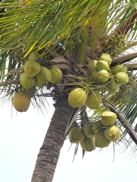 Free photo: Coconut tree - Bunch, Coconut, Coconuts - Free Download ...