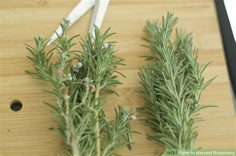 How to Harvest Rosemary: 7 Steps (with Pictures) - wikiHow