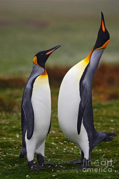 Male And Female Of King Penguin Couple Photograph by Ondrej Prosicky