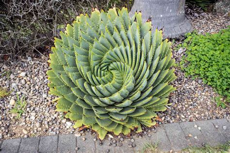 Spiral Aloe (Aloe Polyphylla): Care & Growing Guide