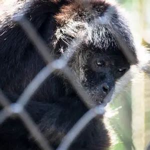 Black-Headed Spider Monkey - Facts, Diet, Habitat & Pictures on ...