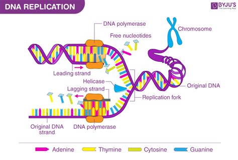 What Is DNA?- Meaning, DNA Types, Structure and Functions