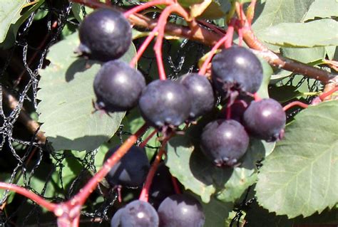 Saskatoons are berry nice for summer - The Courier