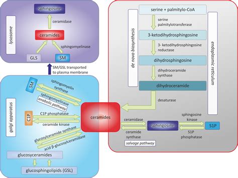 Frontiers | Sphingolipid metabolism and signaling in cardiovascular diseases