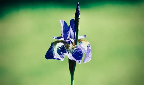 Siberian Iris Photos, Download The BEST Free Siberian Iris Stock Photos & HD Images