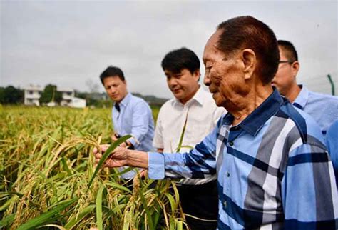 China's 'father Of Hybrid Rice' Yuan Longping Passes Away - Nagaland Page