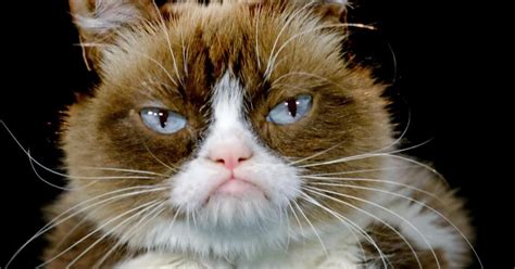 Meet ‘Tardar Sauce,’ the grumpy cat gone viral