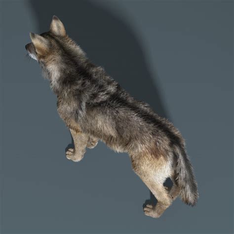 gray wolf fur rigged max