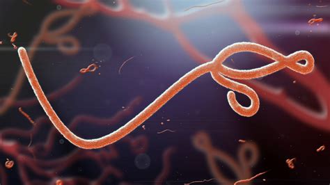 Ebola Virus Disease (Ebola) - Sintomas at Sanhi | Mediko.ph