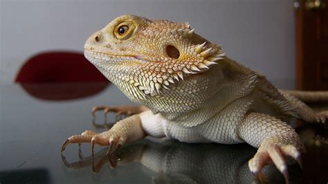 Bearded Dragon - lizards Wallpaper (40142029) - Fanpop