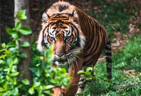 Bengal tiger found unharmed after week missing in Texas | Philstar.com