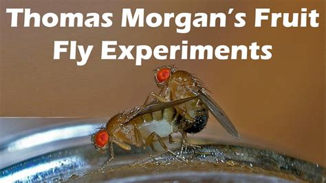 Thomas Morgan's Fruit Fly Experiments - YouTube