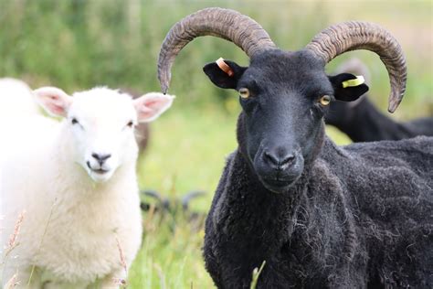 Hebridean Sheep - meet the team growing our wool! - The Angry Triangle