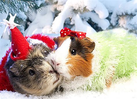 🔥 Download Christmas Animals Wallpaper by @bmiller12 | Christmas Animal ...