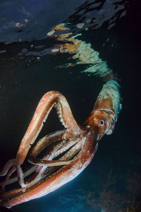 Watch very uncommon footage of big squid with "thick arms": "terrified ...