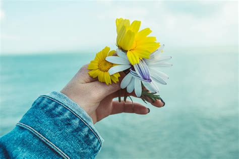 Photo of Person's Hand Holding Flowers · Free Stock Photo