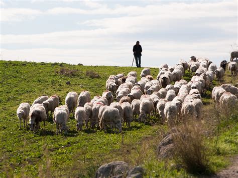 Walk with a Shepherd - ViaVii