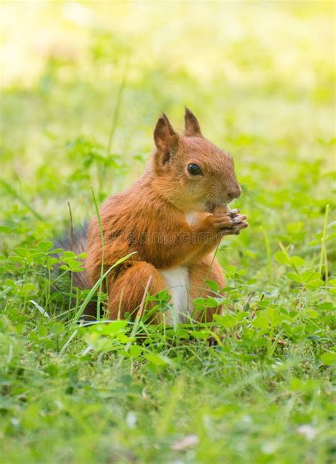 995 Red Squirrel Eating Hazelnut Stock Photos - Free & Royalty-Free ...