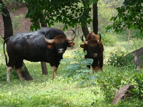 INDIA BACKPACKER: Nehru Zoological Park, Hyderabad