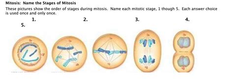 Mitosis Stages