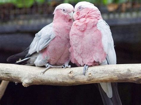 19 best Pink parrot images on Pinterest | Parrots, Hot pink and Parrot