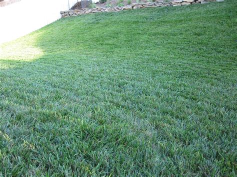 weed control - What's an organic way to discourage crabgrass from a large "lawn"? - Gardening ...