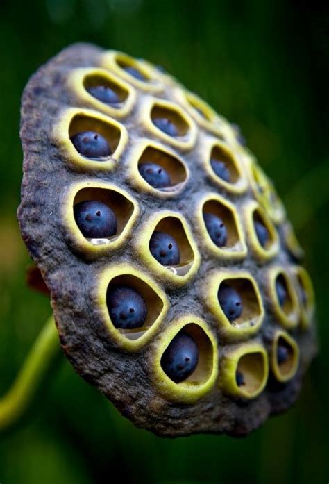 Seed pods, Lotus pods, Patterns in nature