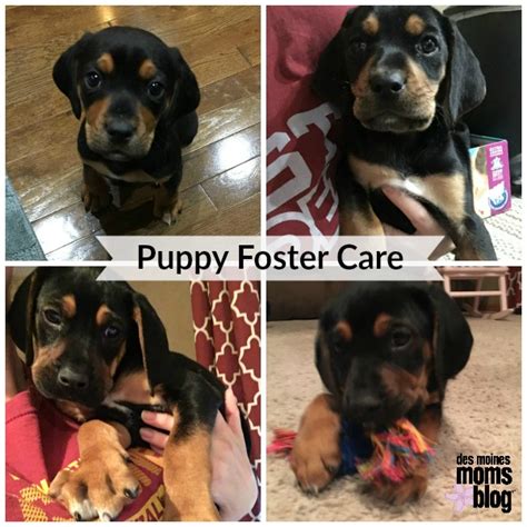 Puppy Foster Care | Des Moines Moms Blog