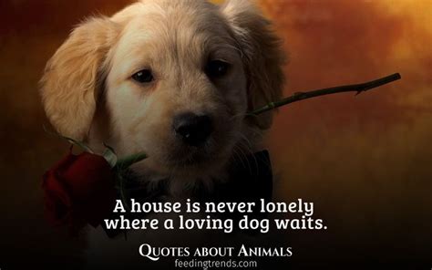 Animal Quotes Love