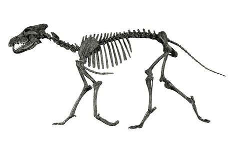 Prehistoric Dire Wolf Skeleton Photograph by Science Source - Fine Art America