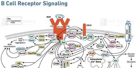 B Cell Basics: What a Disease Researcher Needs to Know