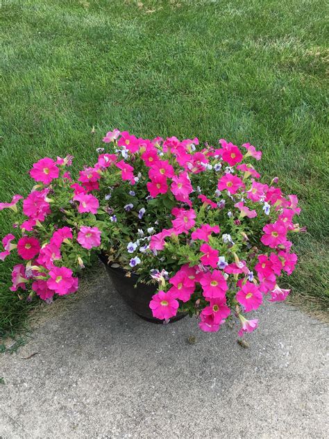 Hot Pink Petunias, bursting with color! | Pink petunias, Hobby farms, Petunias