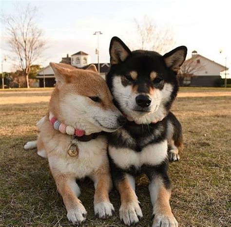 15 Funny Shiba Inu Pictures To Make Your Day | Shiba inu, Cute dogs ...