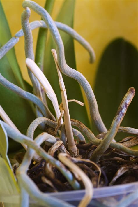 Orchid Roots: How To Care For Aerial Orchid Roots To Keep Plants ...