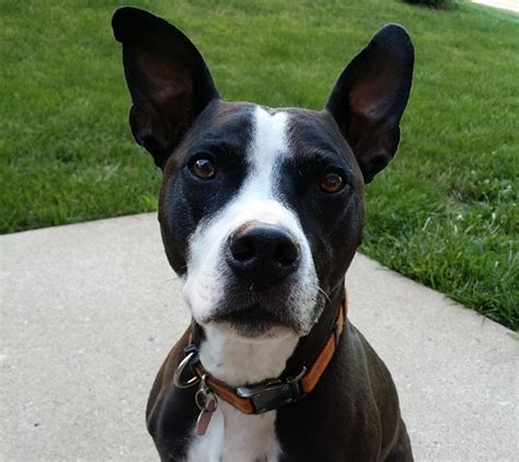 Boston Terrier Pitbull Mix: Must Know Tips For This Breed